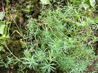 cantara gurne23122011 057